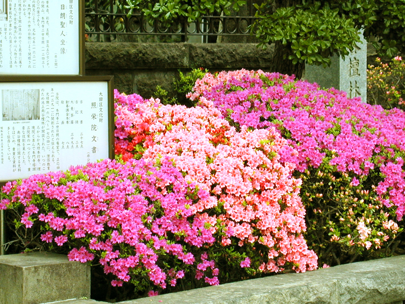 ツツジ 花と庭 日蓮宗 池上院家 照栄院