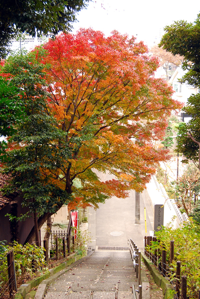 紅葉