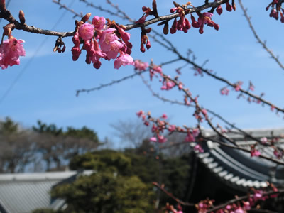 桜