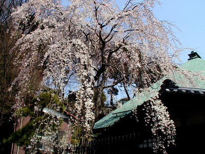 しだれ桜