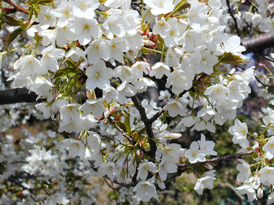 山桜