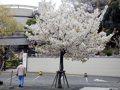 桜