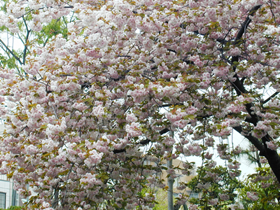 八重桜