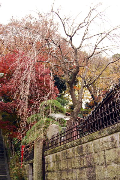 しだれ桜