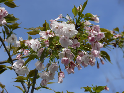 普賢桜