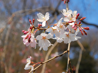 山桜