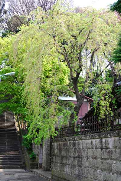 しだれ桜