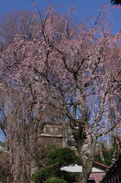 しだれ桜