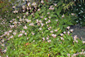 �قƂǂ���