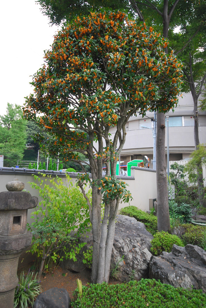 金木犀 きんもくせい 花と庭 日蓮宗 池上院家 照栄院